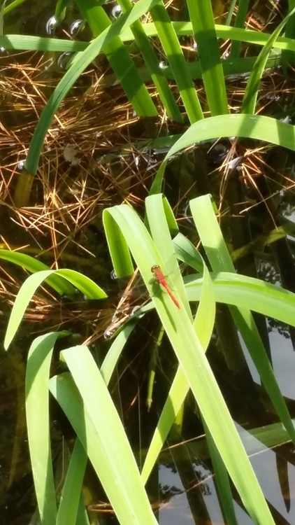 RED DRAGON FLY