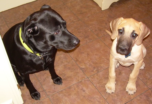 Isabelle and Belle