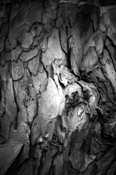 B&W Tree Bark