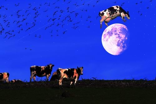 The Cow Jumped Over The Moon