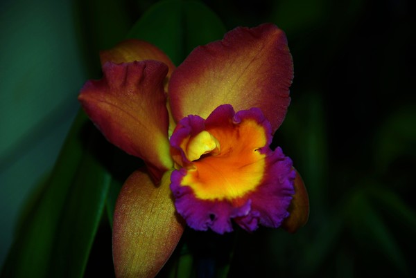 Hilo Orchid