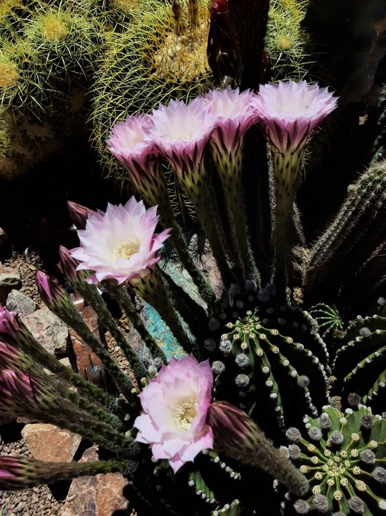 Arizona has started to bloom
