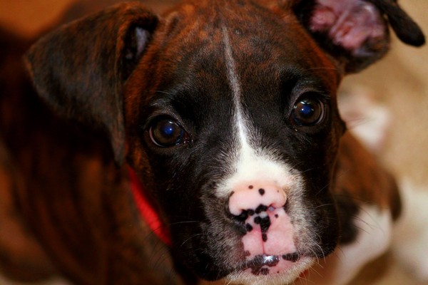 Brindle Boxer Puppy