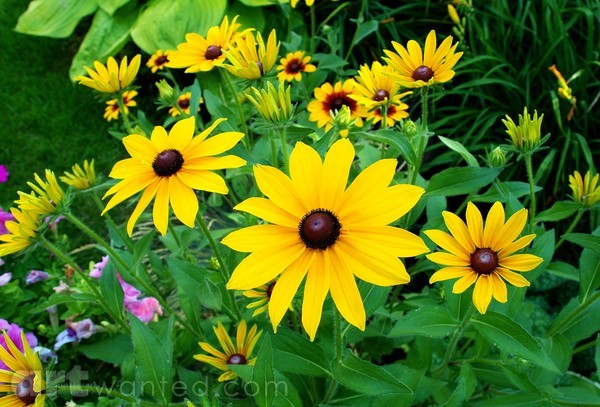 HARMONY IN YELLOW