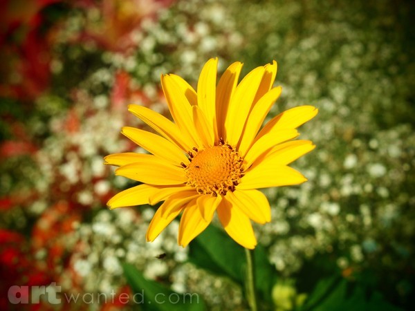 SUN OVER GARDEN