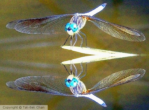 A Narcissistic Dragonfly