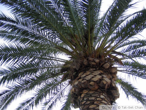 Palm Tree, San Ramon
