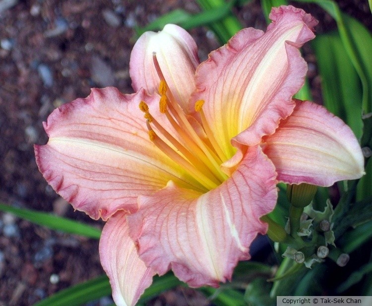 Daylily (Hemerocallis x Scintillation) 07-21-2006