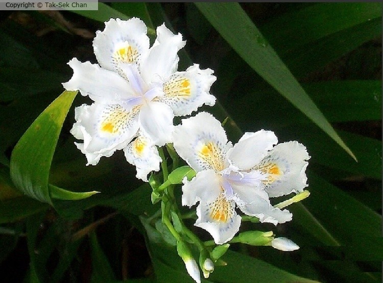 Fringed Iris or Butterfly Flower (Iris japonica) Taiwan 11-06-2013