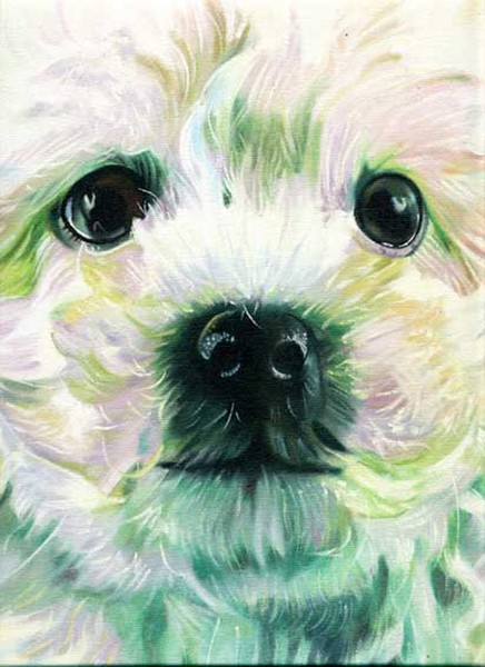 Poodle