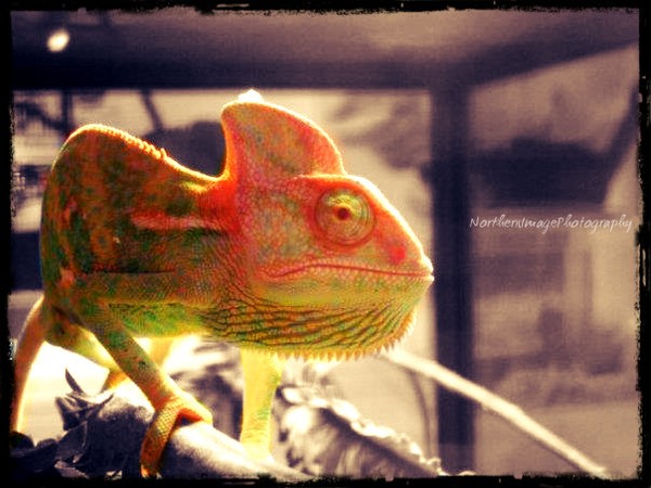 Chameleon