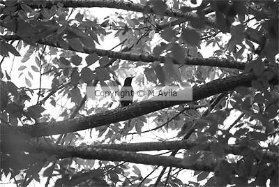 Bird On Tree