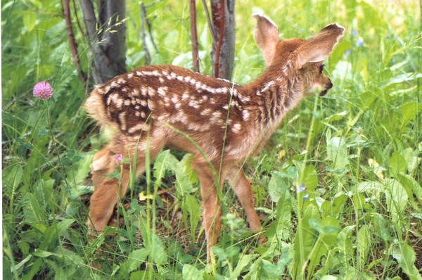 The Fawn Rises