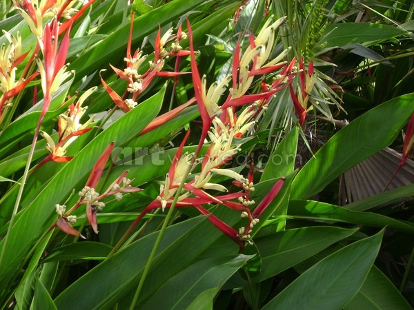 BIRDS OF PARADISE 3