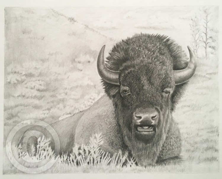 Buffalo