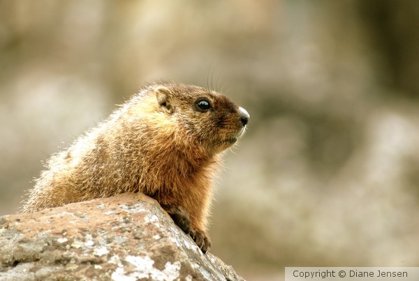 Yellow Bellied Marmot