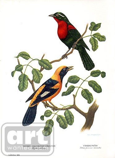 Red Breasted Starling