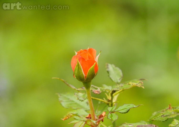 Emerging
