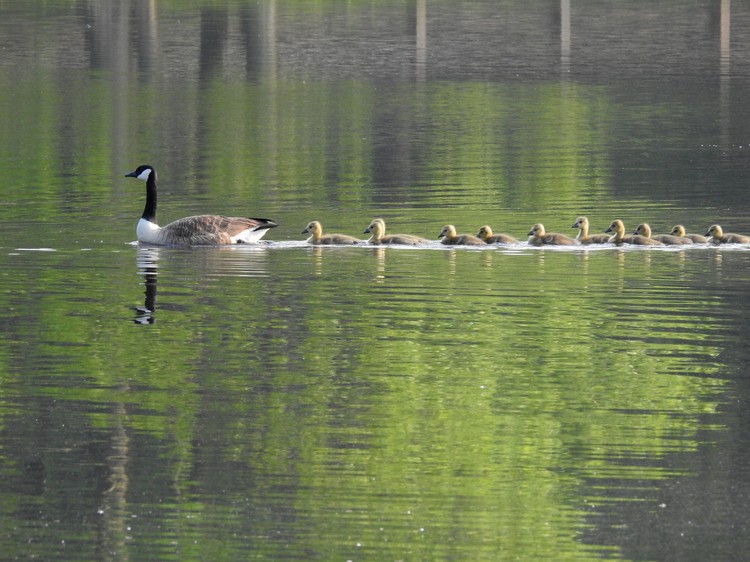 Single Parent
