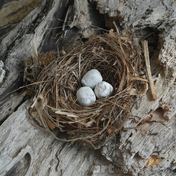 real eggs?