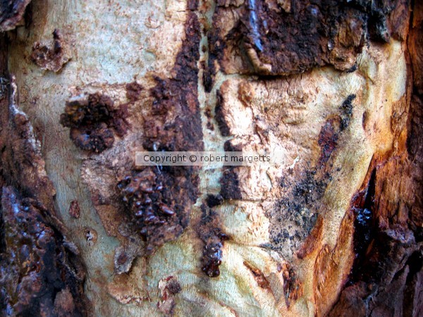 the elephant tree