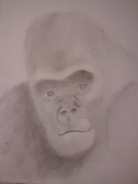 silverback