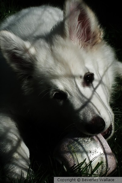 White German Shepherd Pup