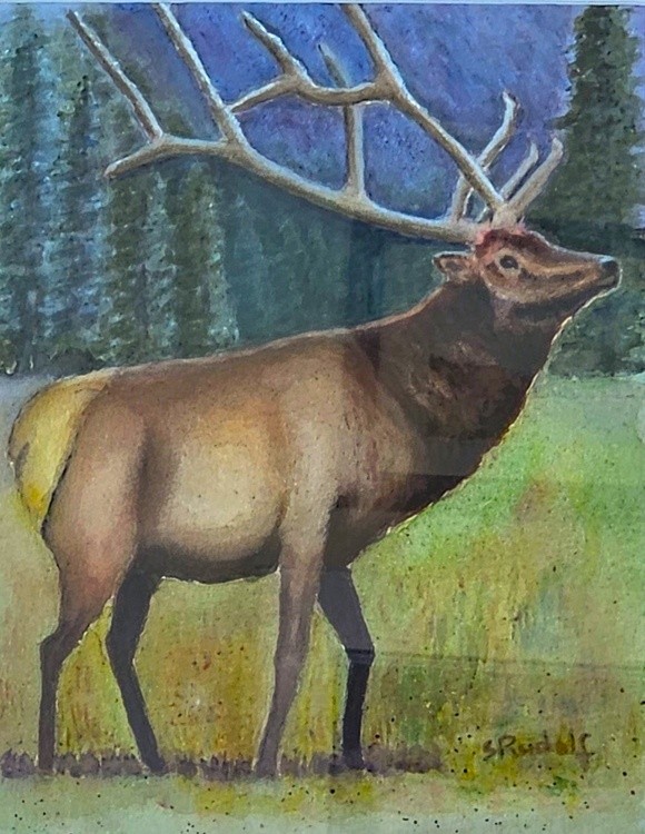 Elk Meandering