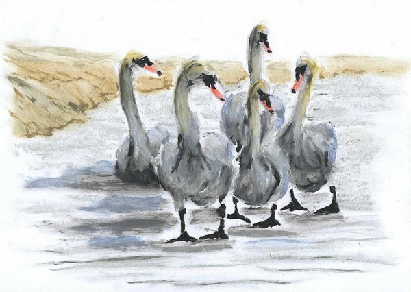 Swans on the walk