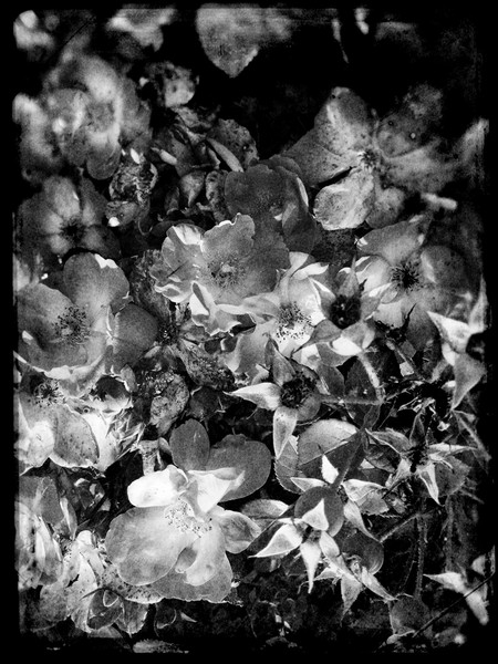 Knockout Roses No.3