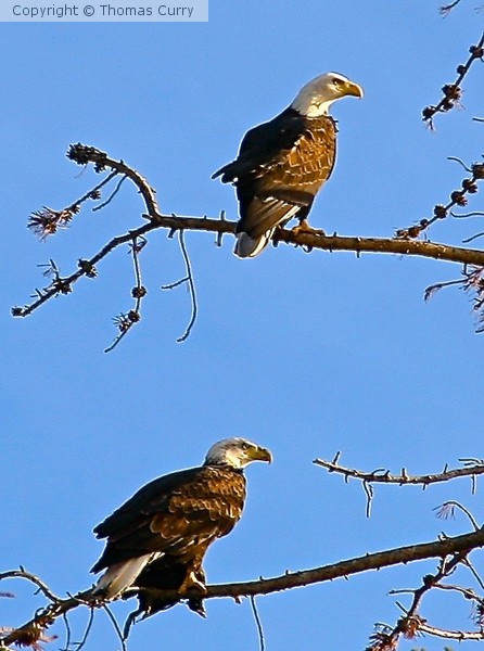 Under observation