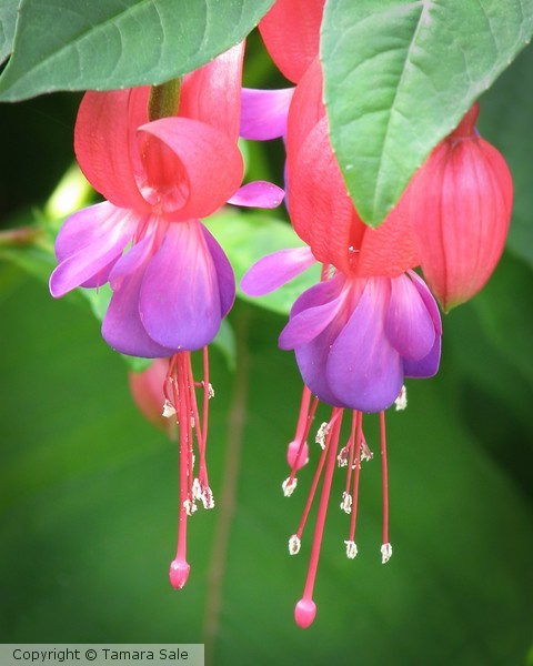 Fuchsias!