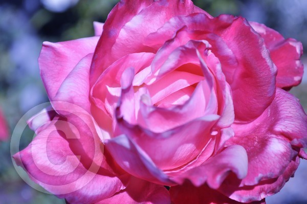 Hot Pink Rose