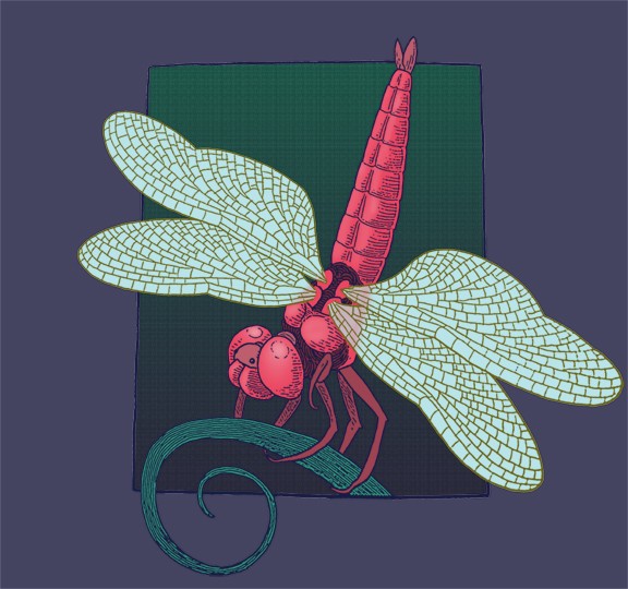 dragonfly