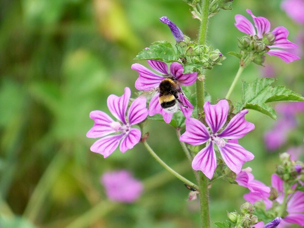 BUSY BUMBLEBEE