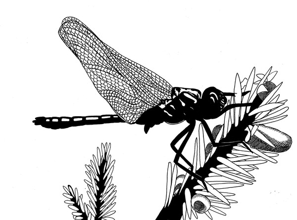 emerald dragonfly