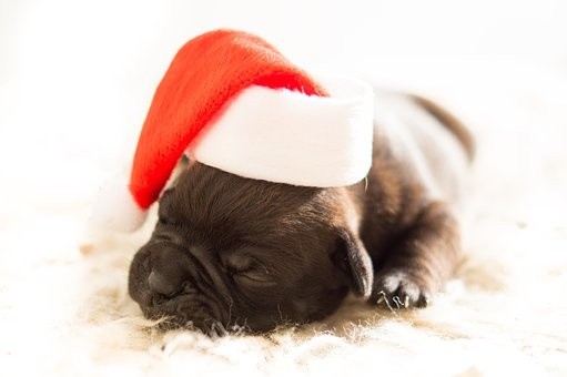puppies (79)