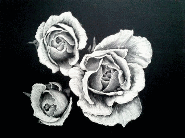 WHITE ROSES