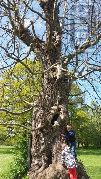 ANCIENT ASH