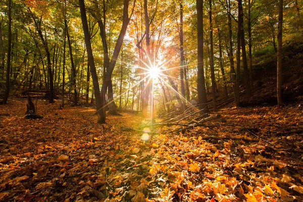 Autumn Colors