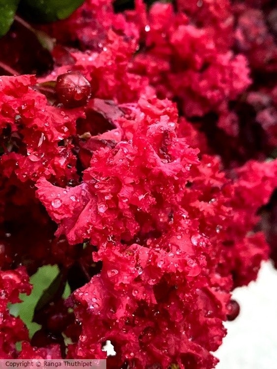 Red Flowers