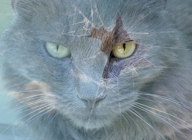 chat
