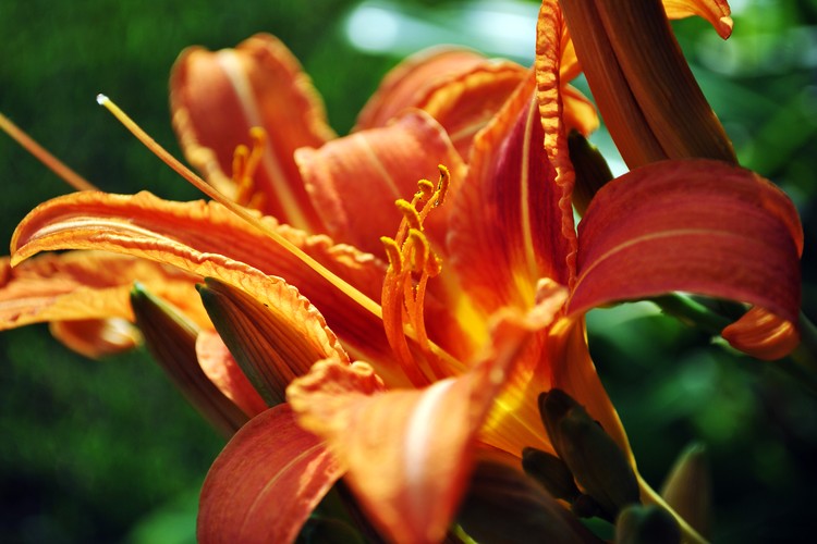 Orange Lily in the Morning Sun