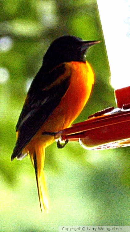 Oriole
