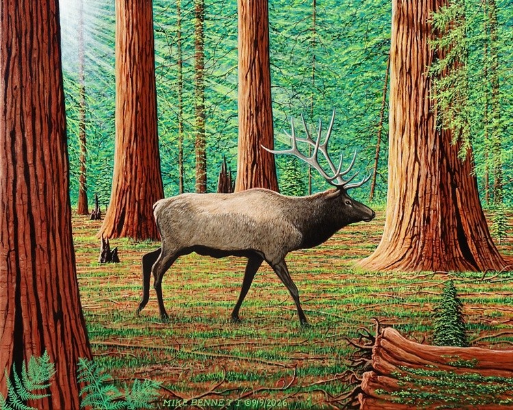 Elk in the Redwoods