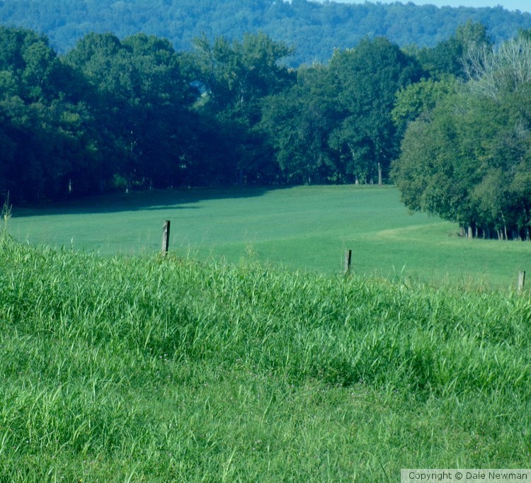 Green Green Grass of Home 
