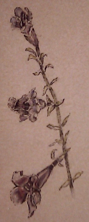 Cape Honeysuckle Watercolor