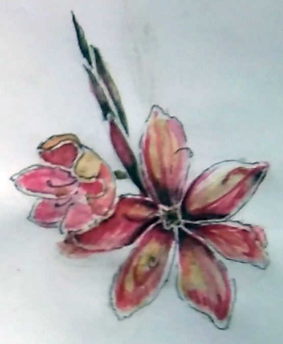 Hesperantha Watercolor