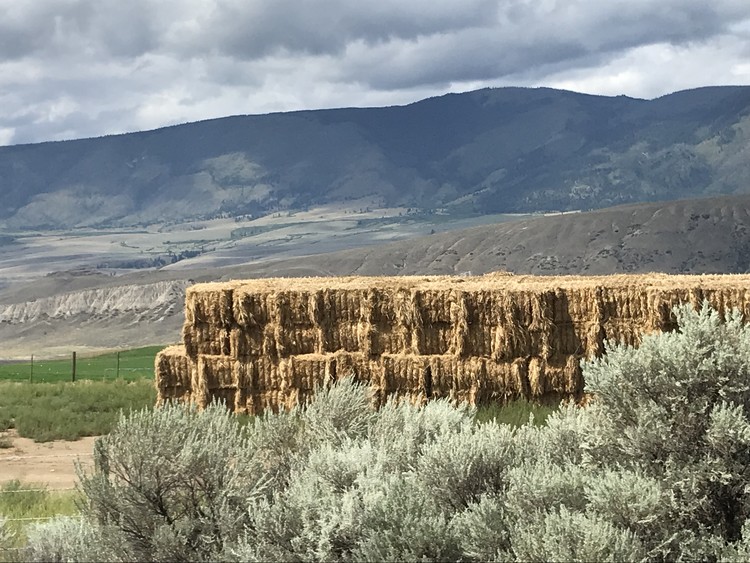 Hay in the Desert