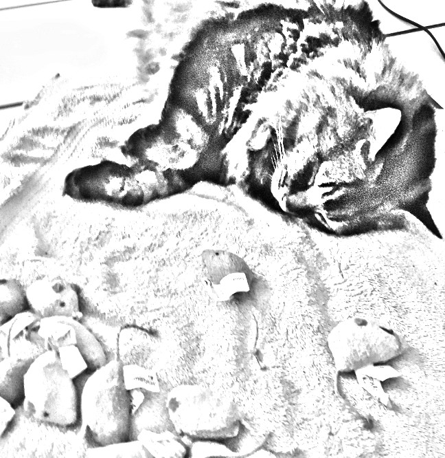 pencil_sketch_1516729232494.jpg